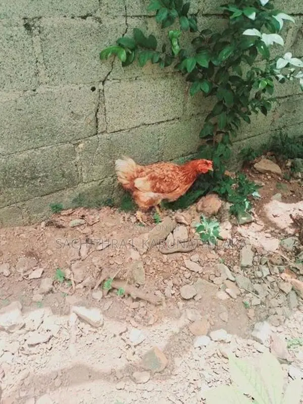 Roaster With Hen