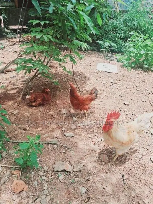 Roaster With Hen