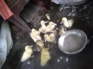 மணித்தாரா