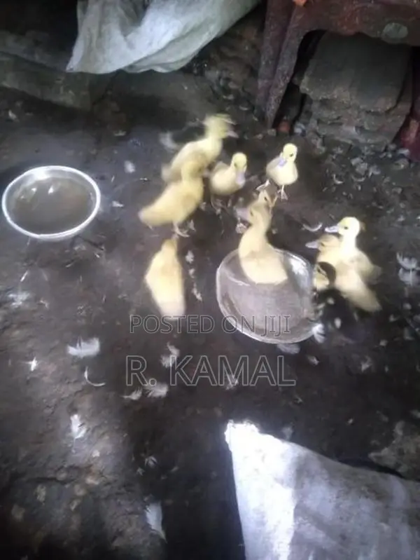 மணித்தாரா