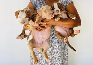 Puppies