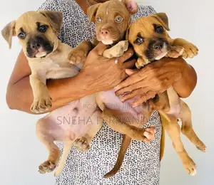 Puppies