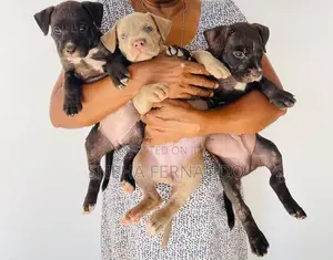Puppies