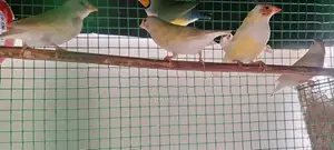 Goldfinch Bird