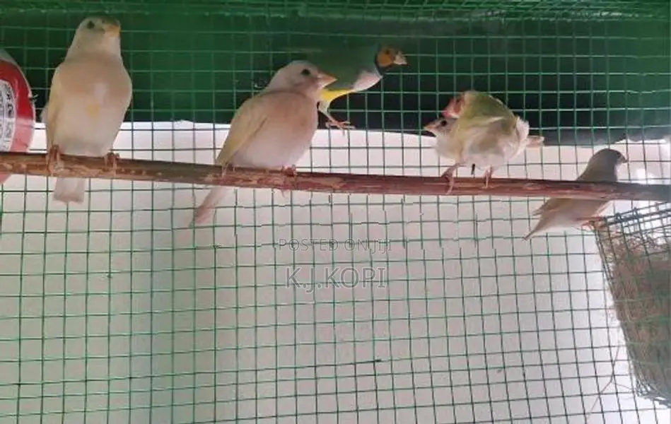 Goldfinch Bird