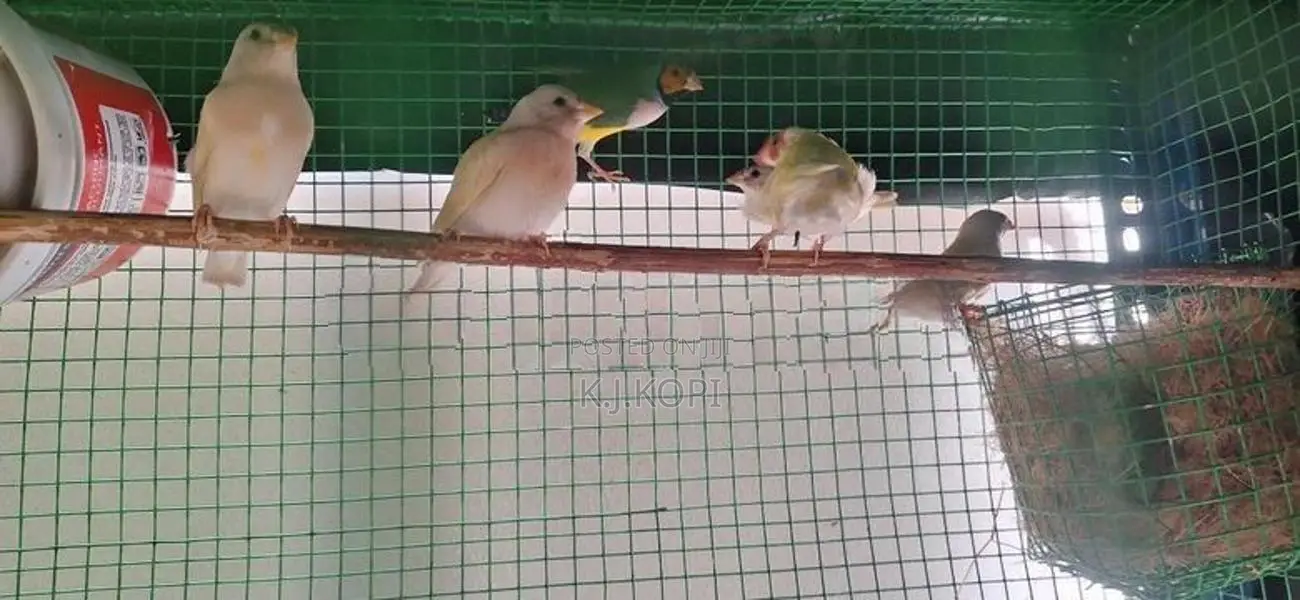 Goldfinch Bird