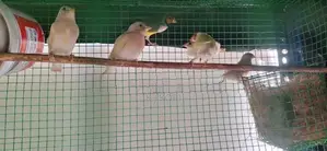 Goldfinch Bird