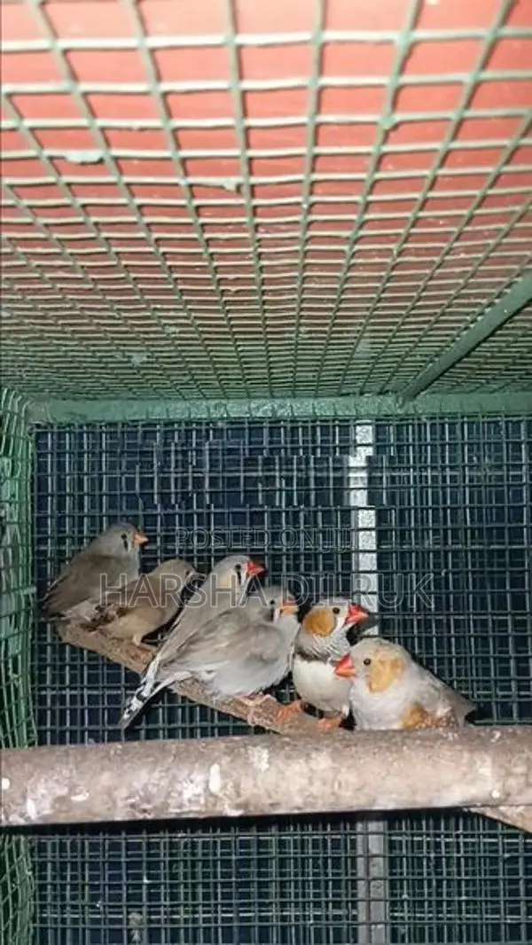පින්චස්