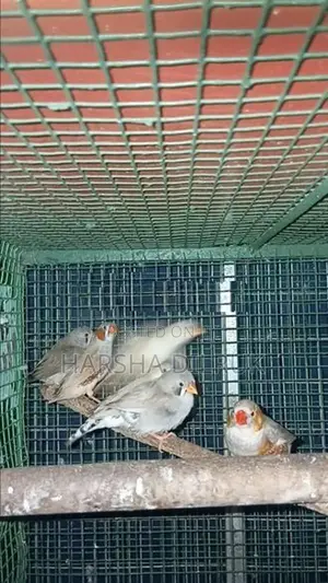 පින්චස්