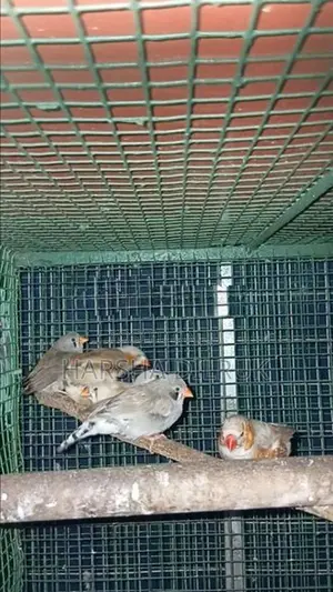 පින්චස්