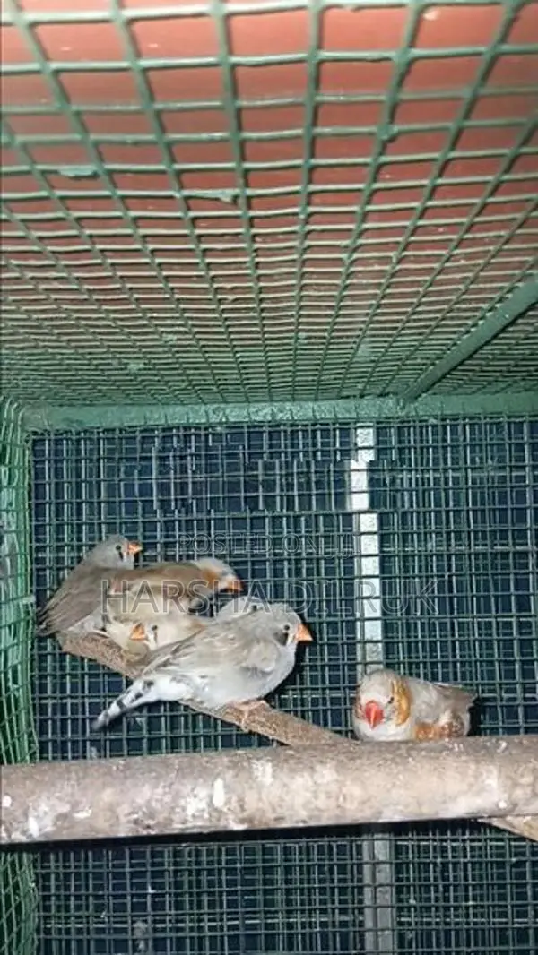 පින්චස්