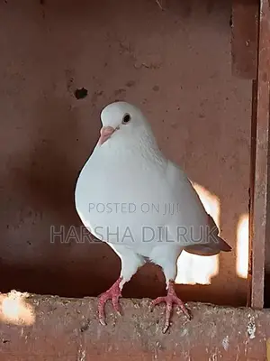 Pigeon