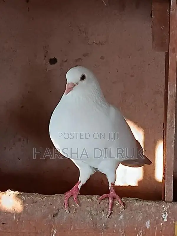 Pigeon