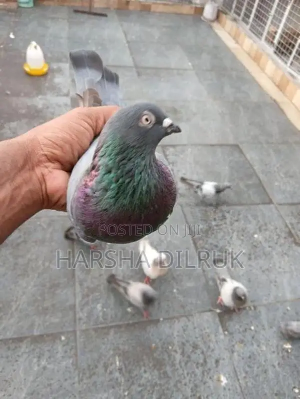 Pigeon