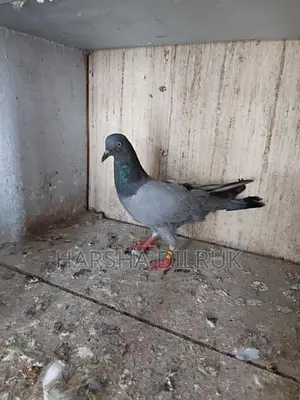 Pigeon
