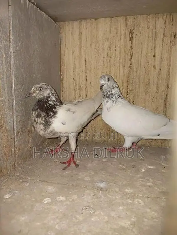 Pigeon