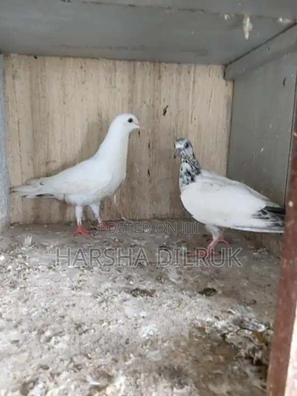 Pigeon