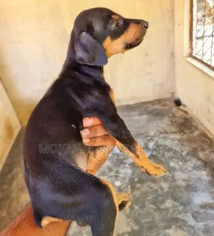 Doberman Puppy