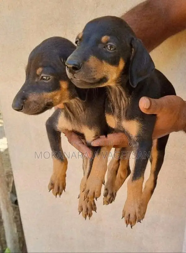Doberman Puppy