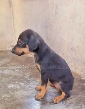 Doberman Puppy