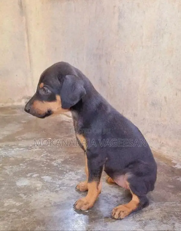 Doberman Puppy