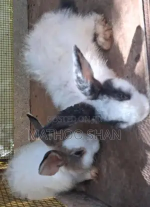 Angora Rabbits