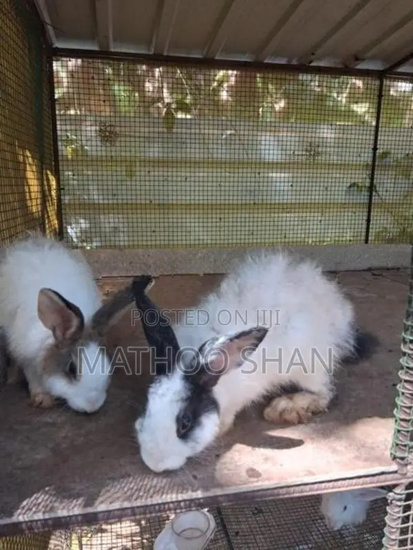 Angora Rabbits