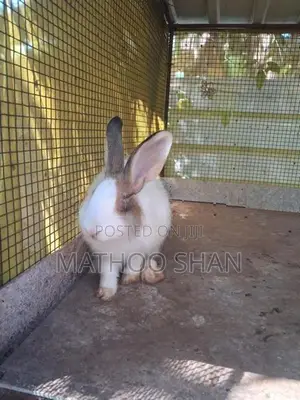 Angora Rabbits