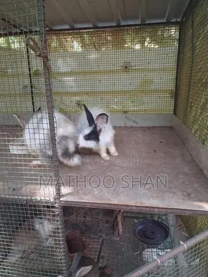 Angora Rabbits