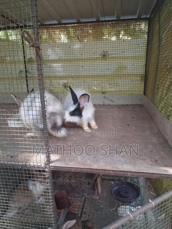 Angora Rabbits