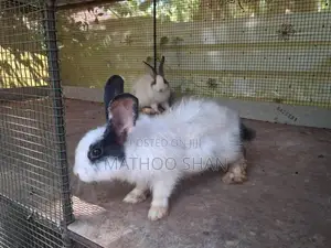 Angora Rabbits