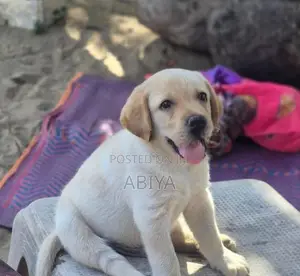 Labrador Puppy