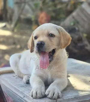 Labrador Puppy