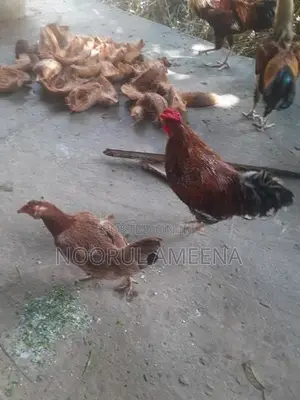 Roosters