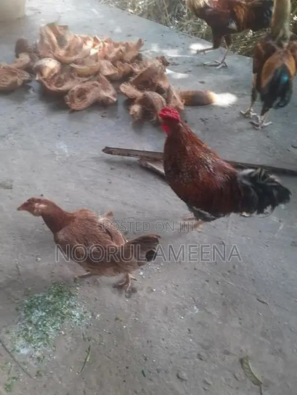 Roosters
