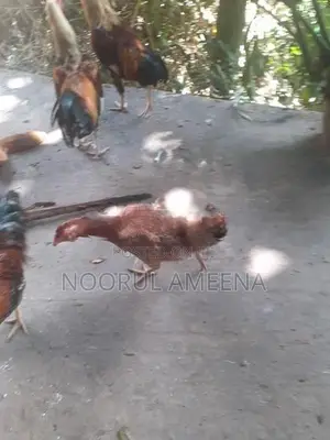 Roosters