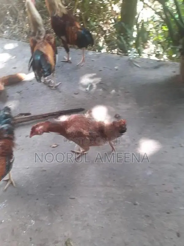 Roosters