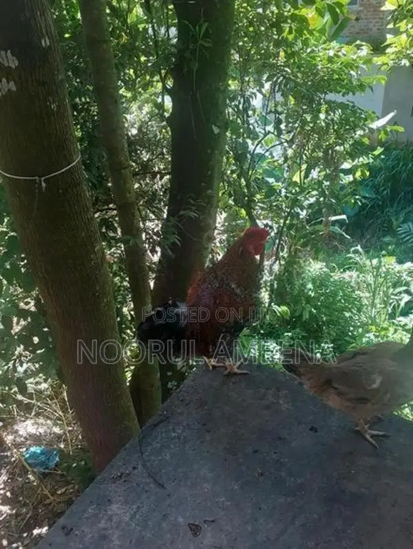 Roosters