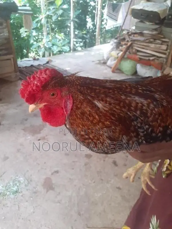 Roosters