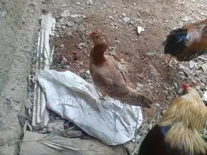 Roosters