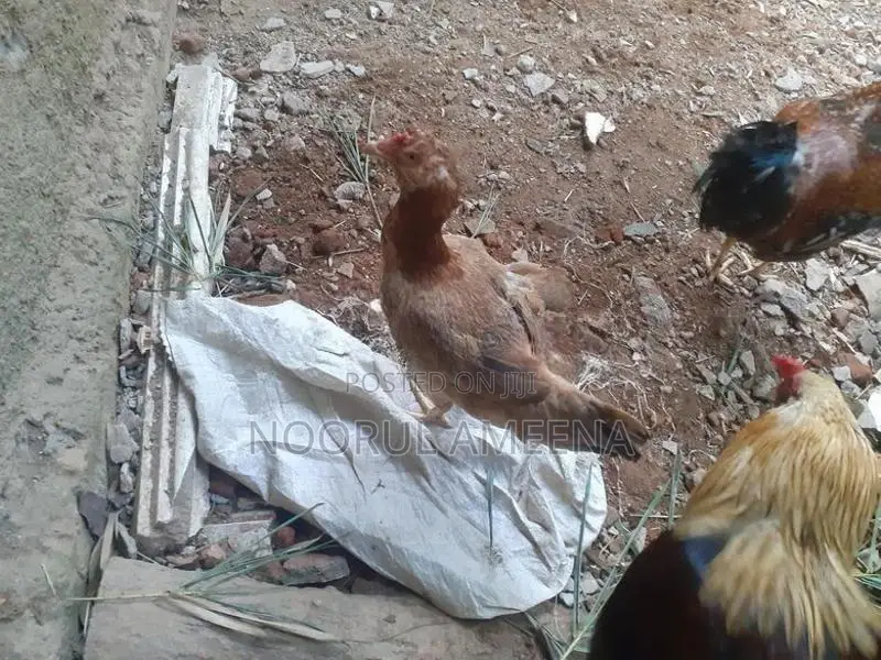 Roosters