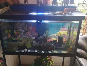 Fish Tank 3'1.5 Feet