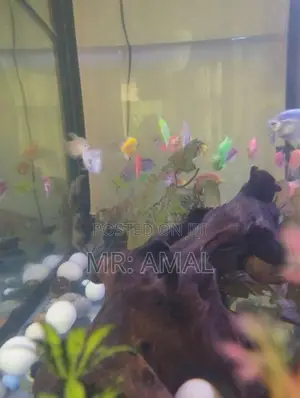 Fish Tank 3'1.5 Feet