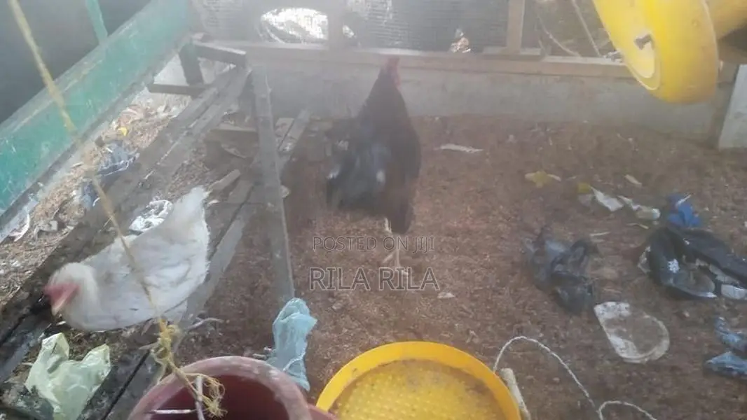 நாட்டு கோழி