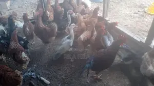 நாட்டு கோழி