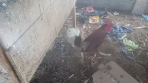 நாட்டு கோழி