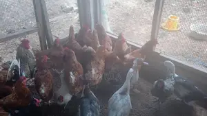 நாட்டு கோழி