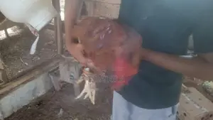 நாட்டு கோழி