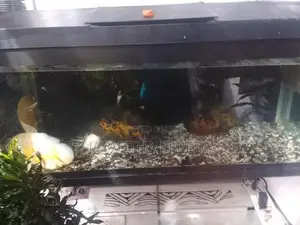 4 Oscar Fish