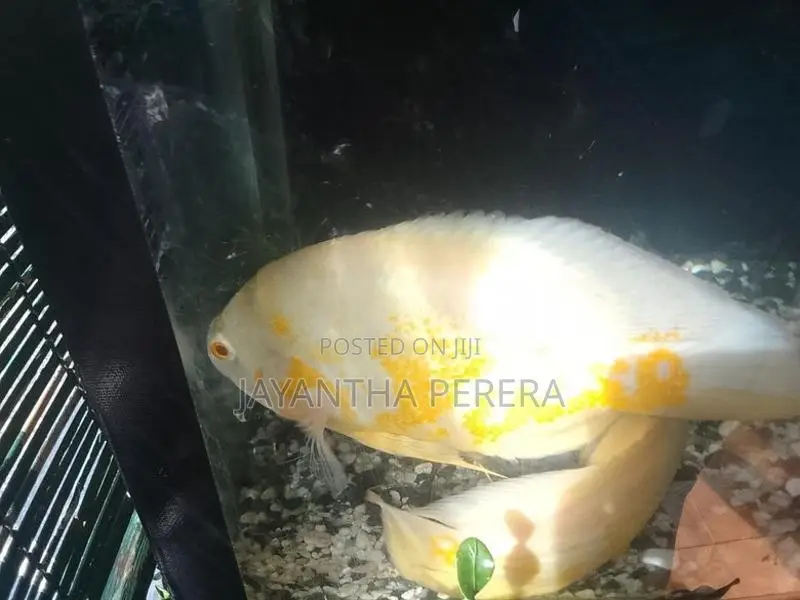 4 Oscar Fish